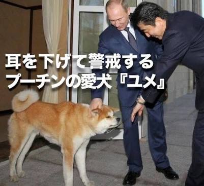 プーチン露大統領に贈った秋田犬「ゆめ」生きていた！日本メディアのインタビューに登場