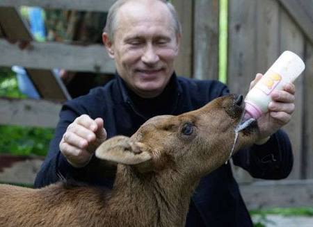 プーチン露大統領に贈った秋田犬「ゆめ」生きていた！日本メディアのインタビューに登場