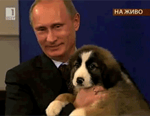 プーチン露大統領に贈った秋田犬「ゆめ」生きていた！日本メディアのインタビューに登場