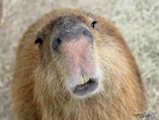 もしも動物の世界にガルちゃんがあったら
