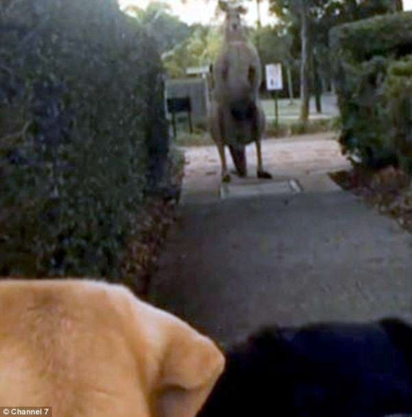 カンガルーが愛犬を羽交い締め→飼い主が勇敢に戦いを挑む動画が話題に