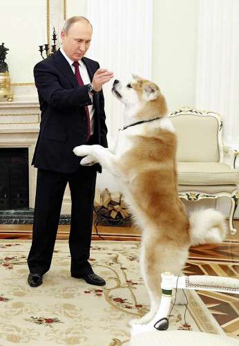 プーチン大統領への秋田犬贈呈見送り　ロシア側から断りの連絡