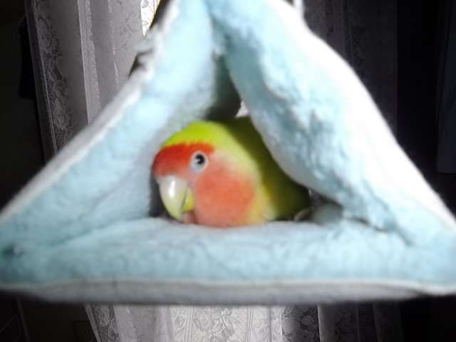 ふわふわが集まるトピ