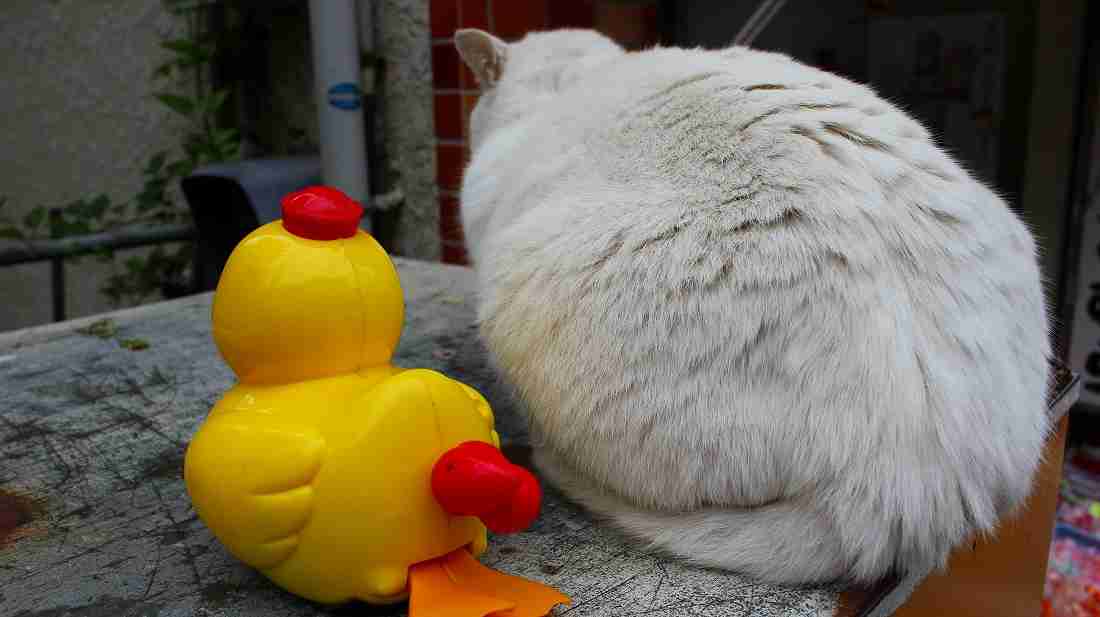 ふわふわが集まるトピ
