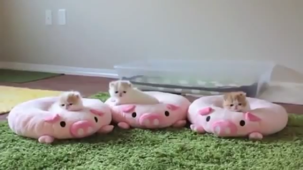 ふわふわが集まるトピ