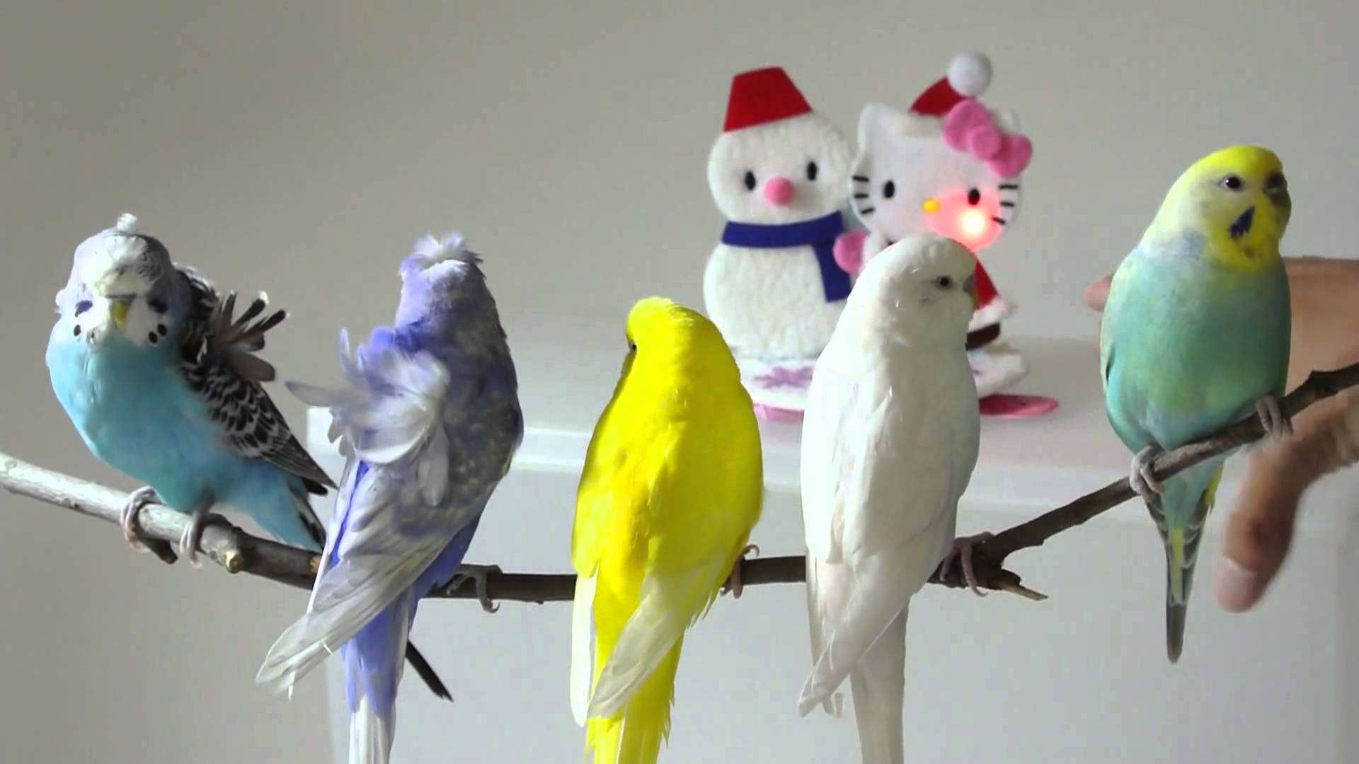 ふわふわが集まるトピ