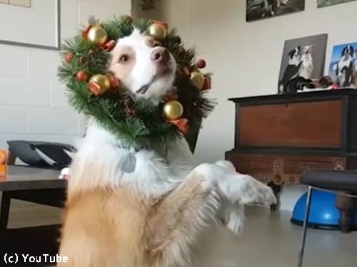 ふわふわが集まるトピ