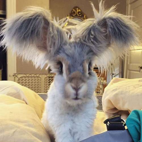 ふわふわが集まるトピ