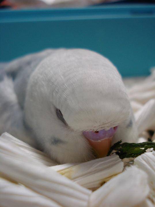ふわふわが集まるトピ