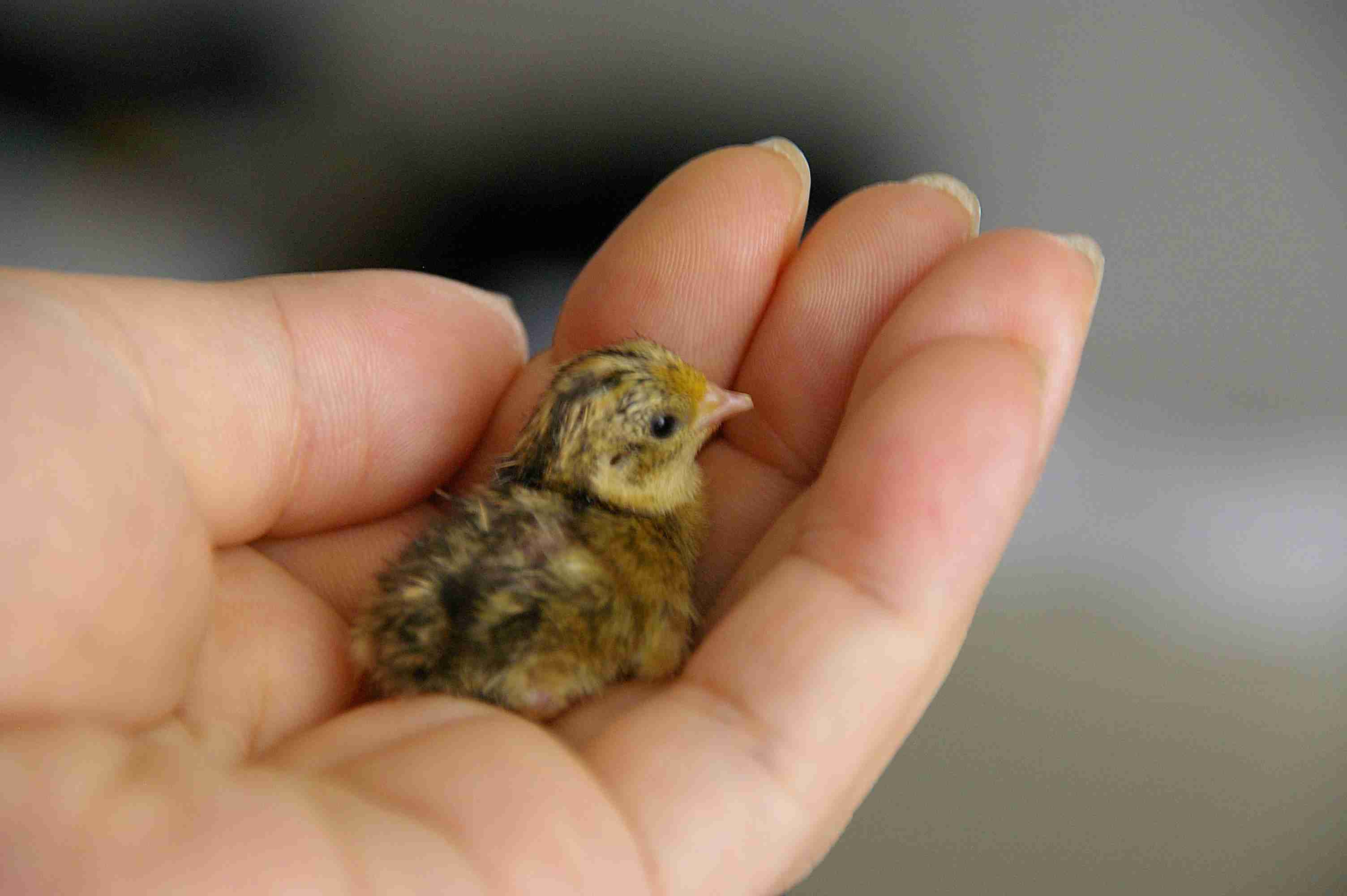 ふわふわが集まるトピ
