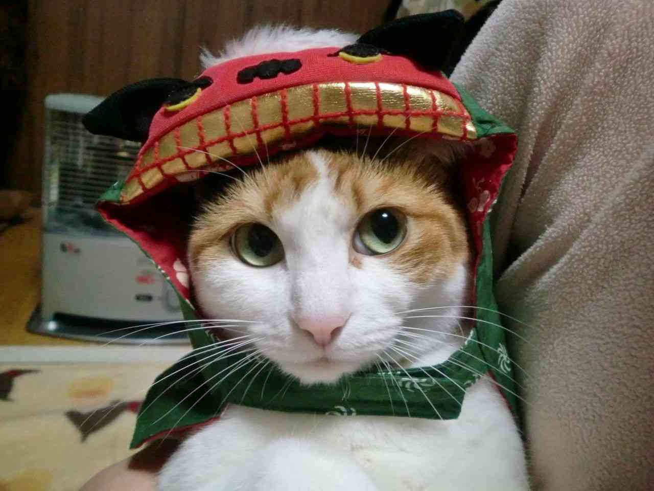 ふわふわが集まるトピ