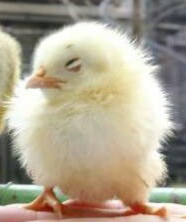 ふわふわが集まるトピ