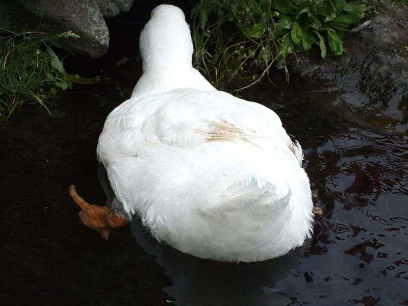 ふわふわが集まるトピ