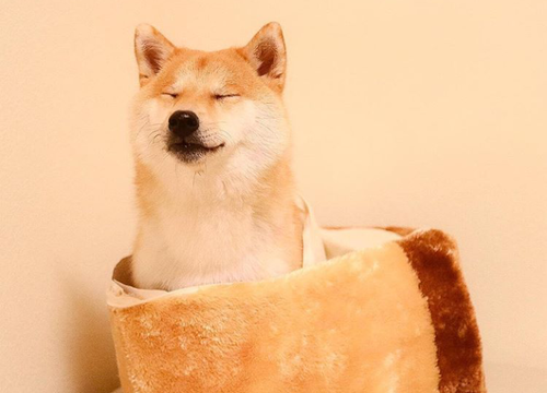 ふわふわが集まるトピ