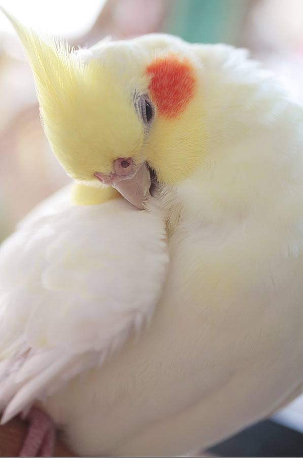 ふわふわが集まるトピ