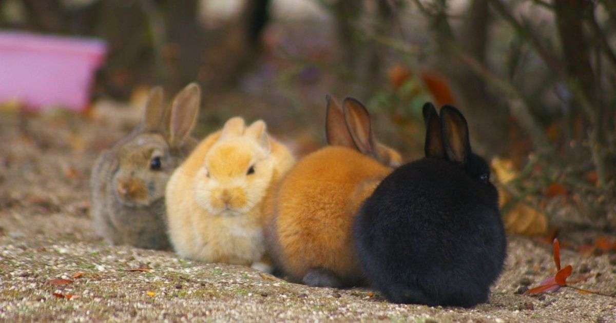 ふわふわが集まるトピ