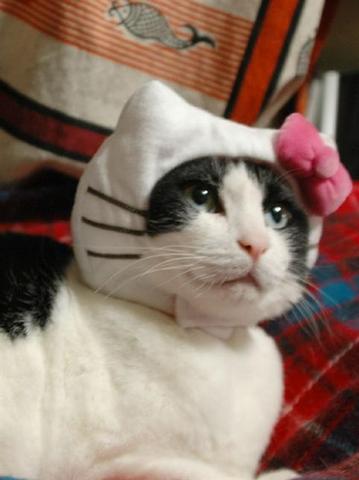 ふわふわが集まるトピ