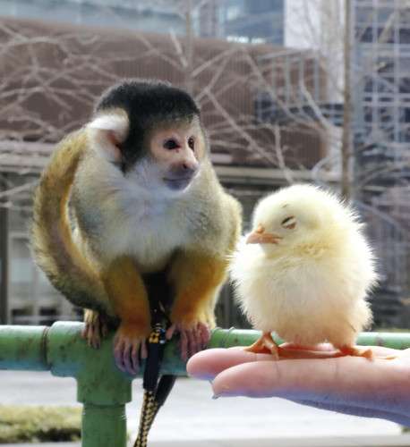 ふわふわが集まるトピ