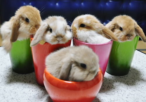 ふわふわが集まるトピ