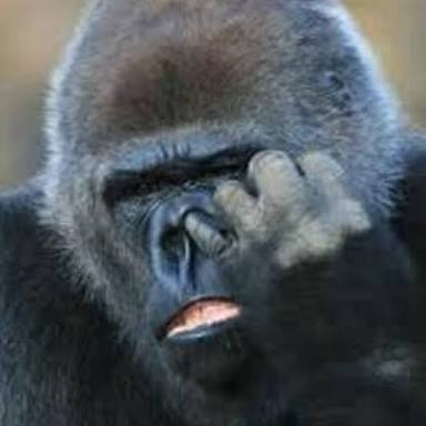 自分を動物に例えると？