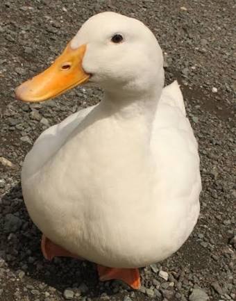 自分を動物に例えると？