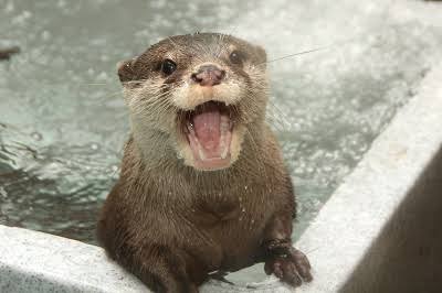 自分を動物に例えると？