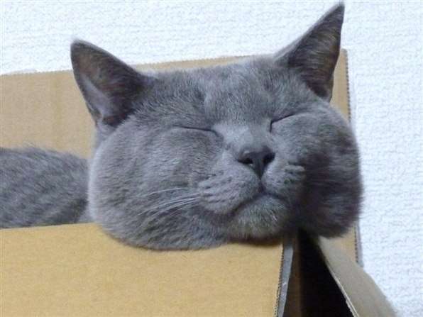 自分を動物に例えると？
