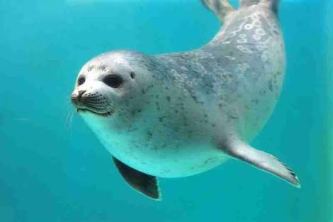 自分を動物に例えると？