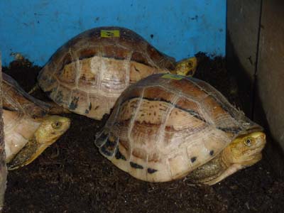 自分を動物に例えると？