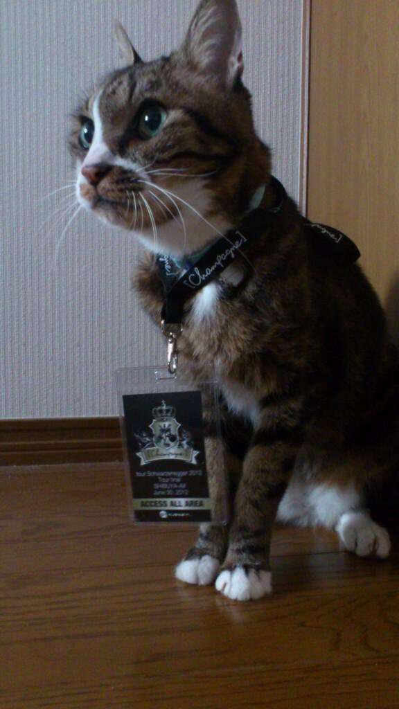 ペットを飼ってる家に行くのが苦痛な人
