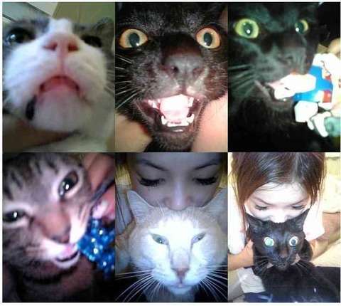 しょこたん、愛猫“ショコラ”のお尻を嗅ぐ姿が「猫仙人!」