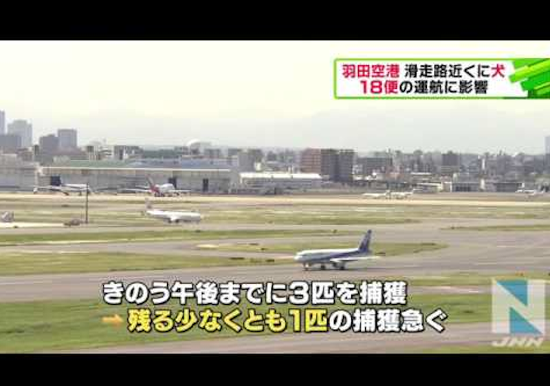 仁川国際空港で係員のミスで犬が脱出し滑走路に　仕方なく射殺（韓国）