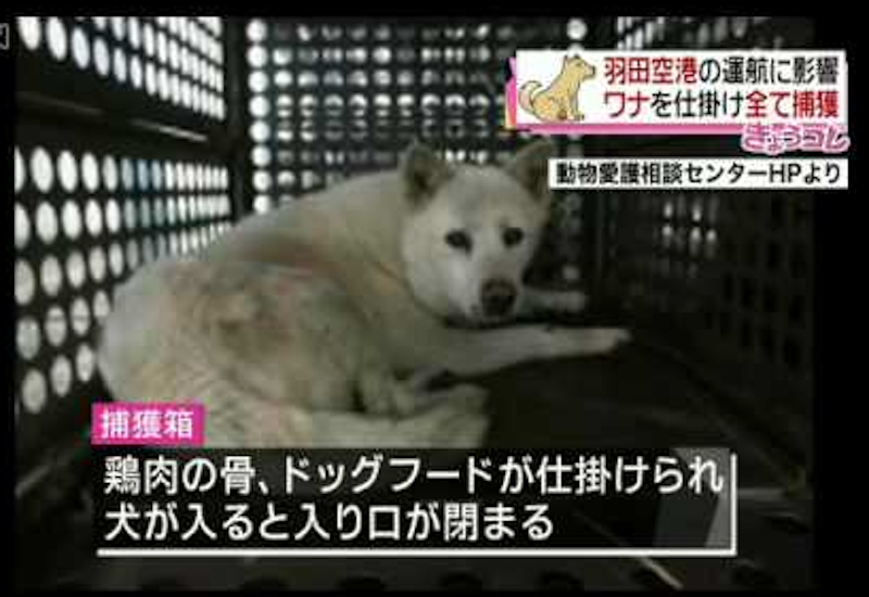 仁川国際空港で係員のミスで犬が脱出し滑走路に　仕方なく射殺（韓国）