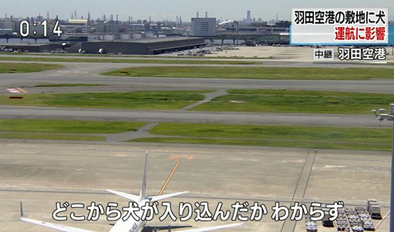 仁川国際空港で係員のミスで犬が脱出し滑走路に　仕方なく射殺（韓国）