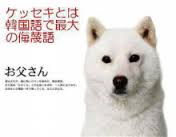 仁川国際空港で係員のミスで犬が脱出し滑走路に　仕方なく射殺（韓国）