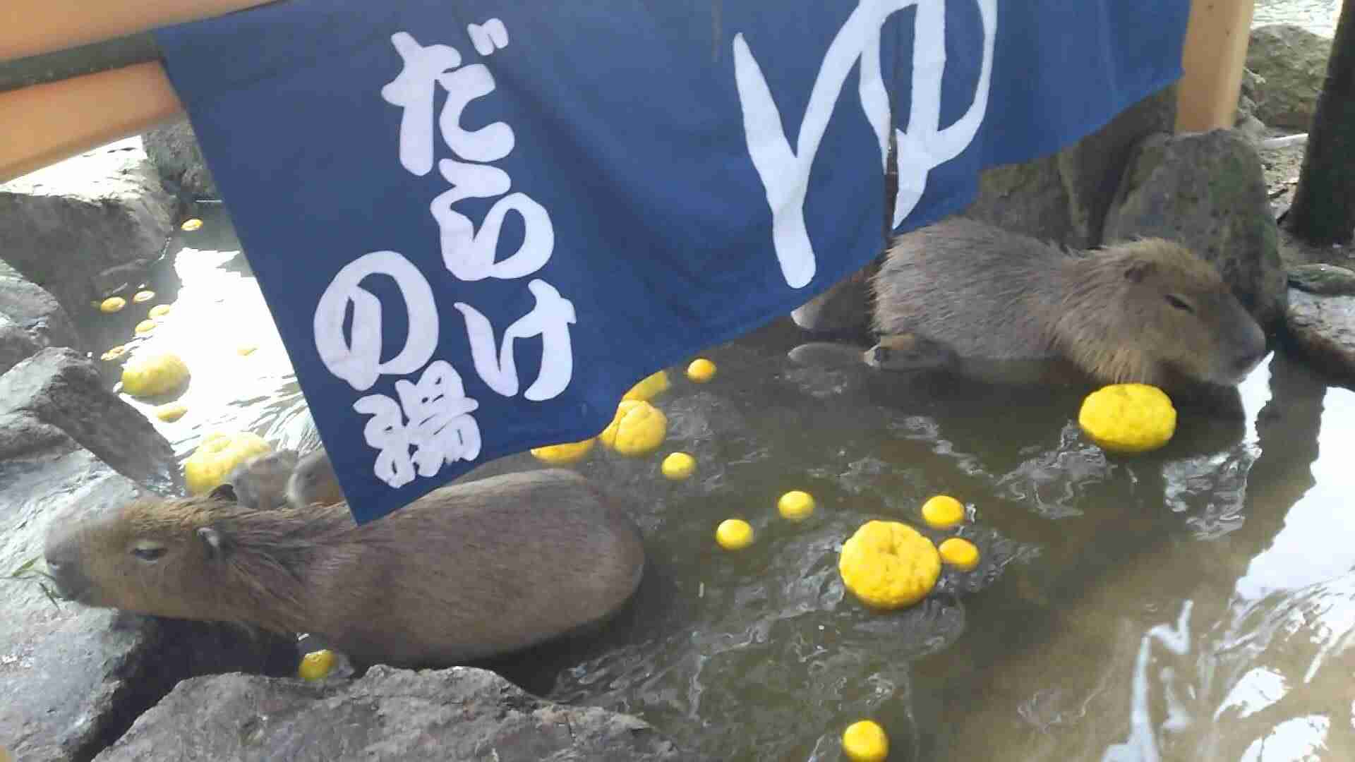 兵庫県民いらっしゃい