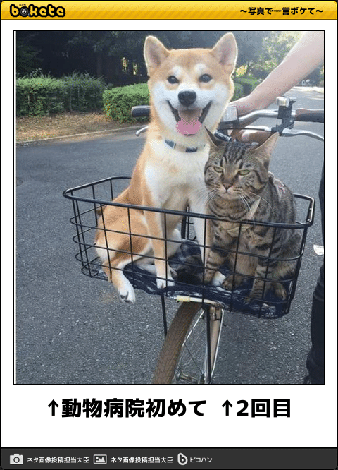 思わずスクショした画像を貼るトピ