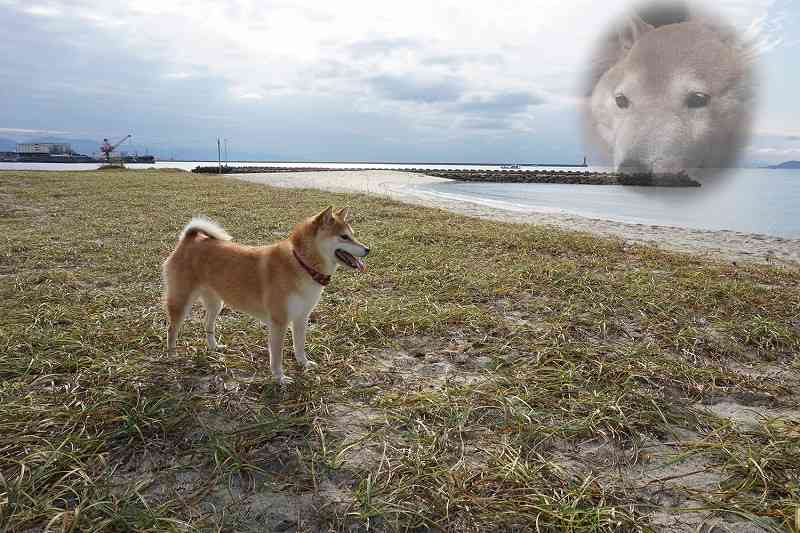 思わずスクショした画像を貼るトピ