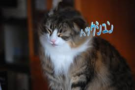 思わずスクショした画像を貼るトピ