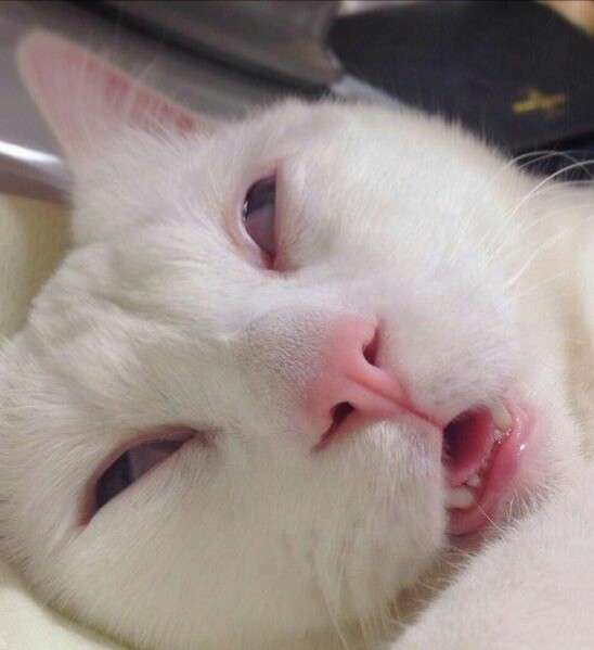 思わずスクショした画像を貼るトピ