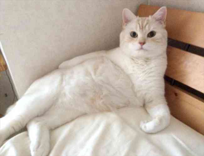 あなたのMAX体重 何キロですか？
