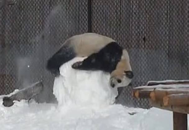 パンダの画像を貼るトピ