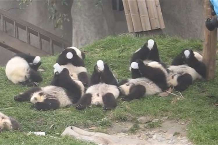 パンダの画像を貼るトピ