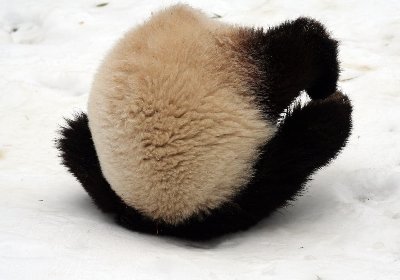 パンダの画像を貼るトピ