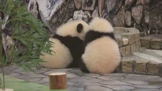 パンダの画像を貼るトピ