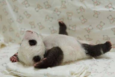 パンダの画像を貼るトピ