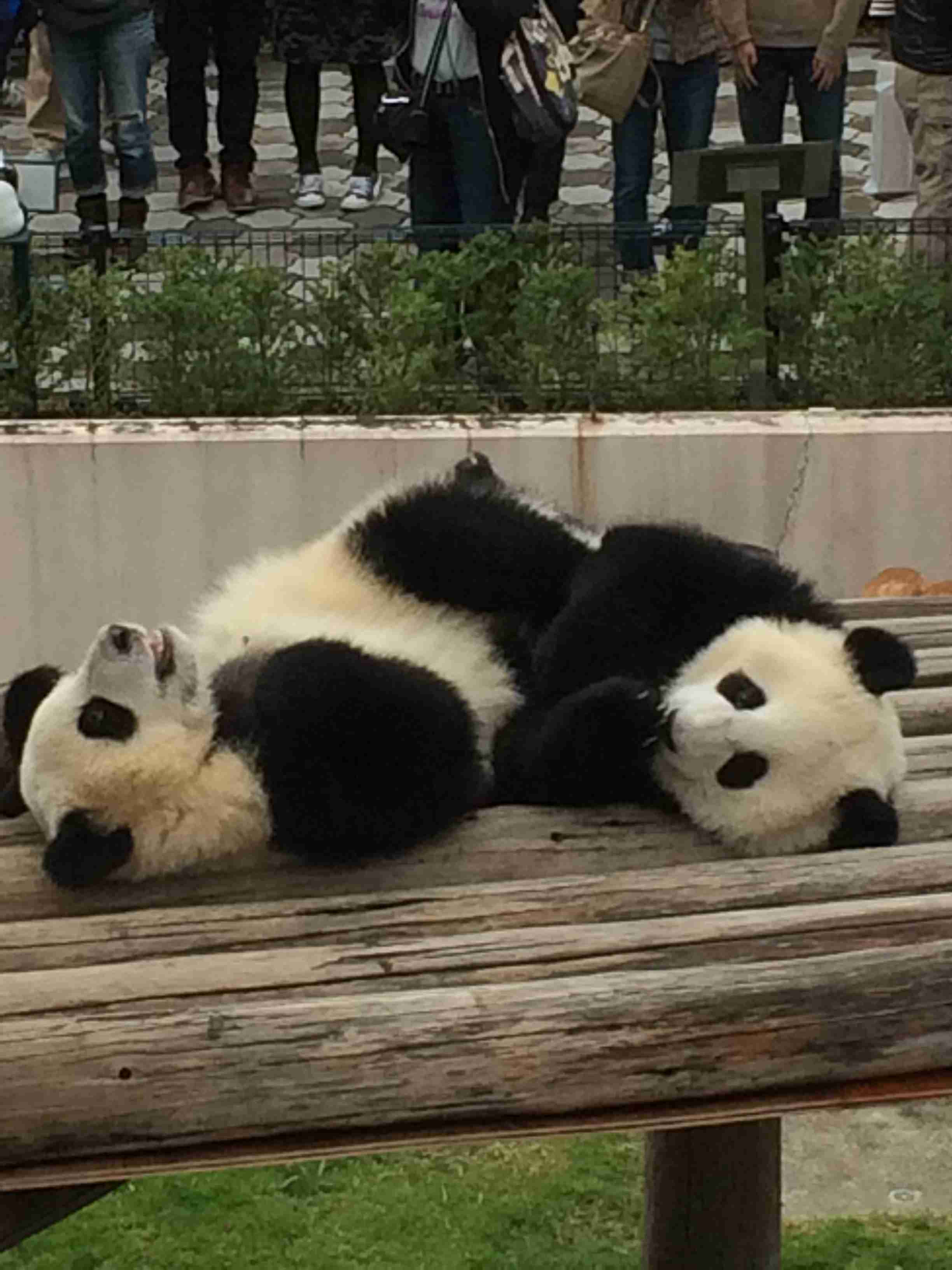 パンダの画像を貼るトピ