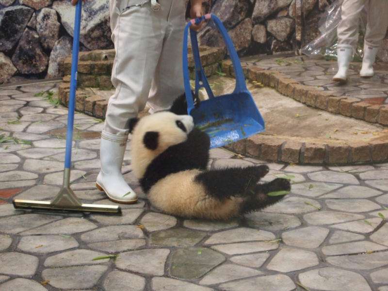 パンダの画像を貼るトピ