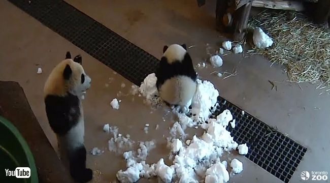 パンダの画像を貼るトピ