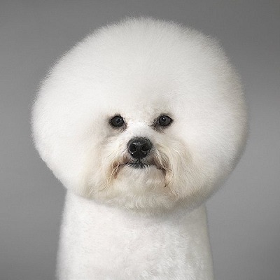 画像に間違った解説をつけるトピ